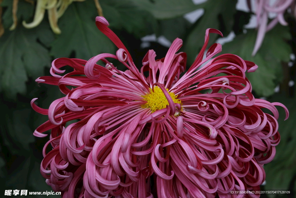 菊花 