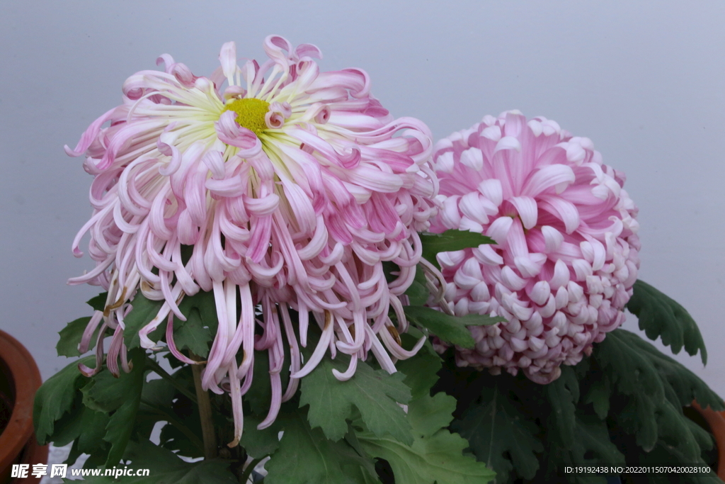 菊花 