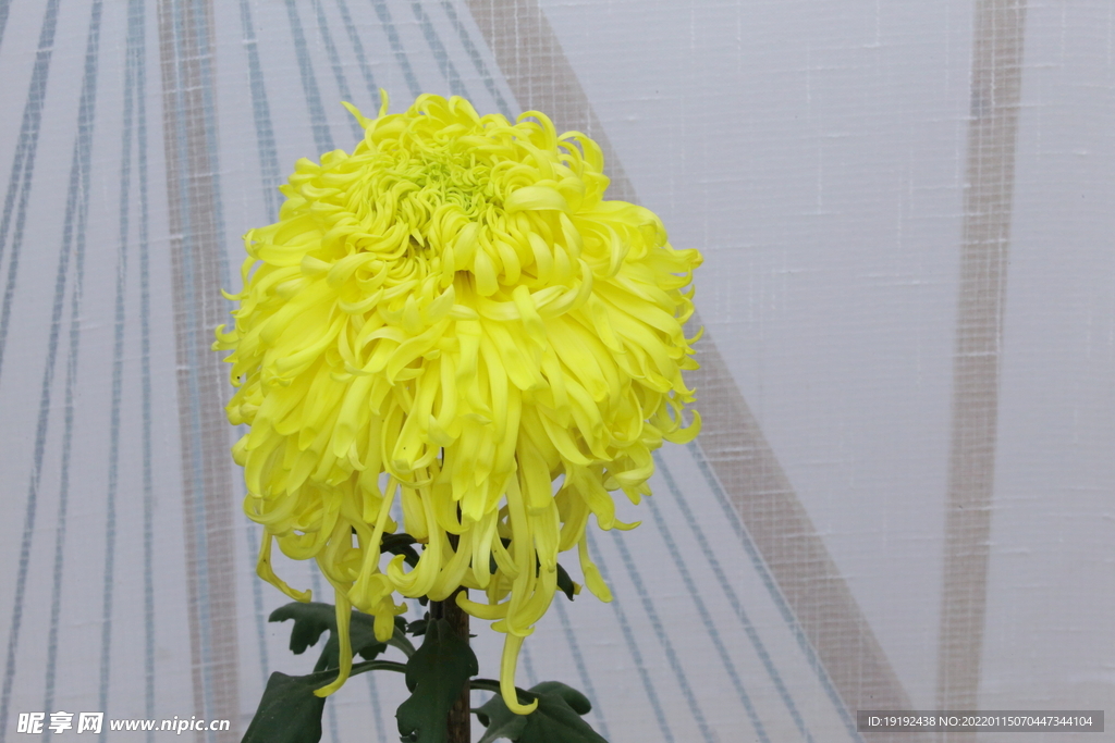 菊花 