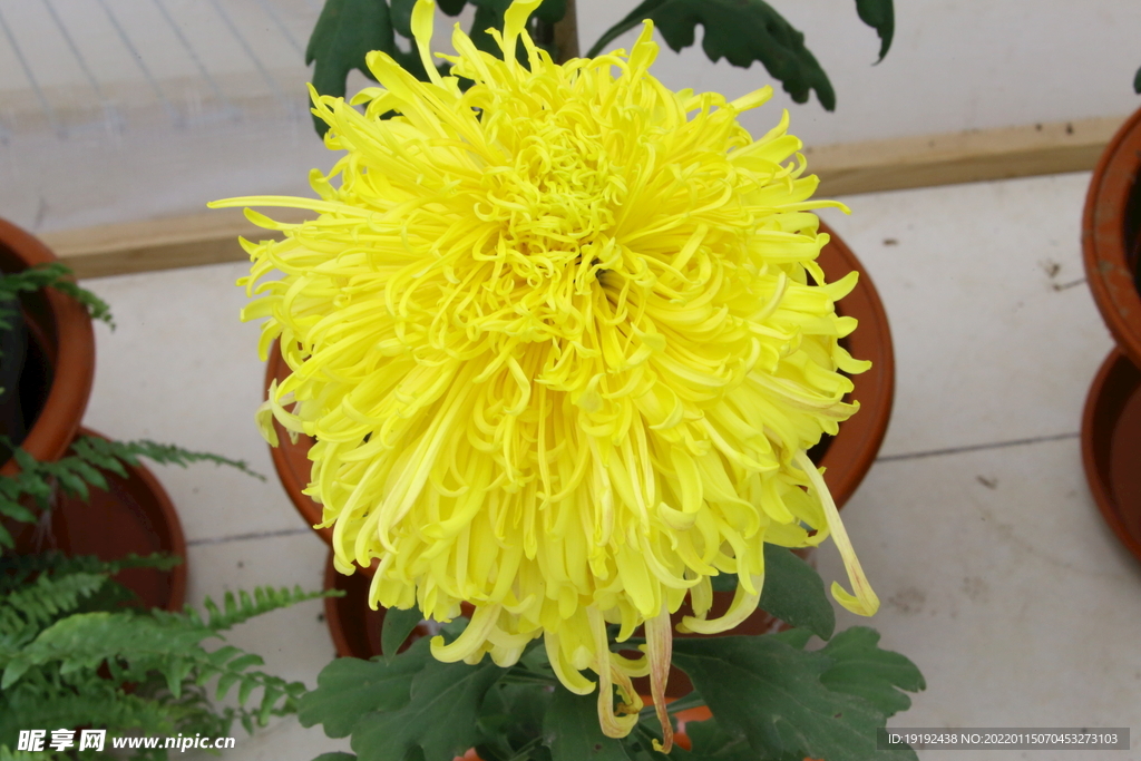 菊花