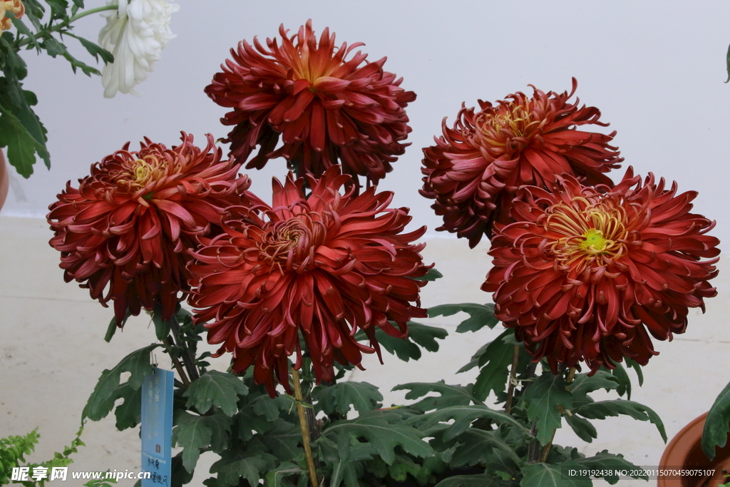 菊花 