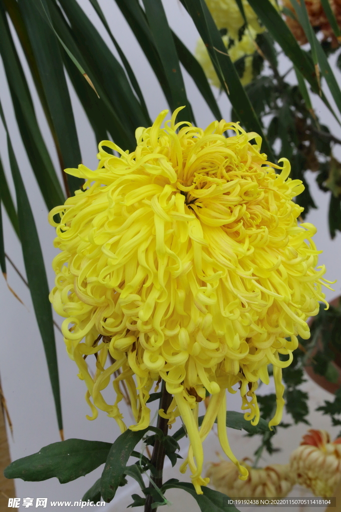 菊花 