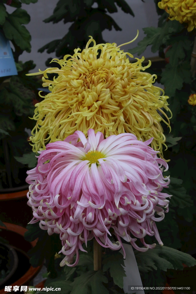 菊花