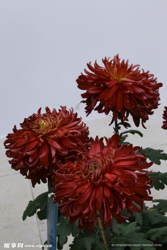 菊花 