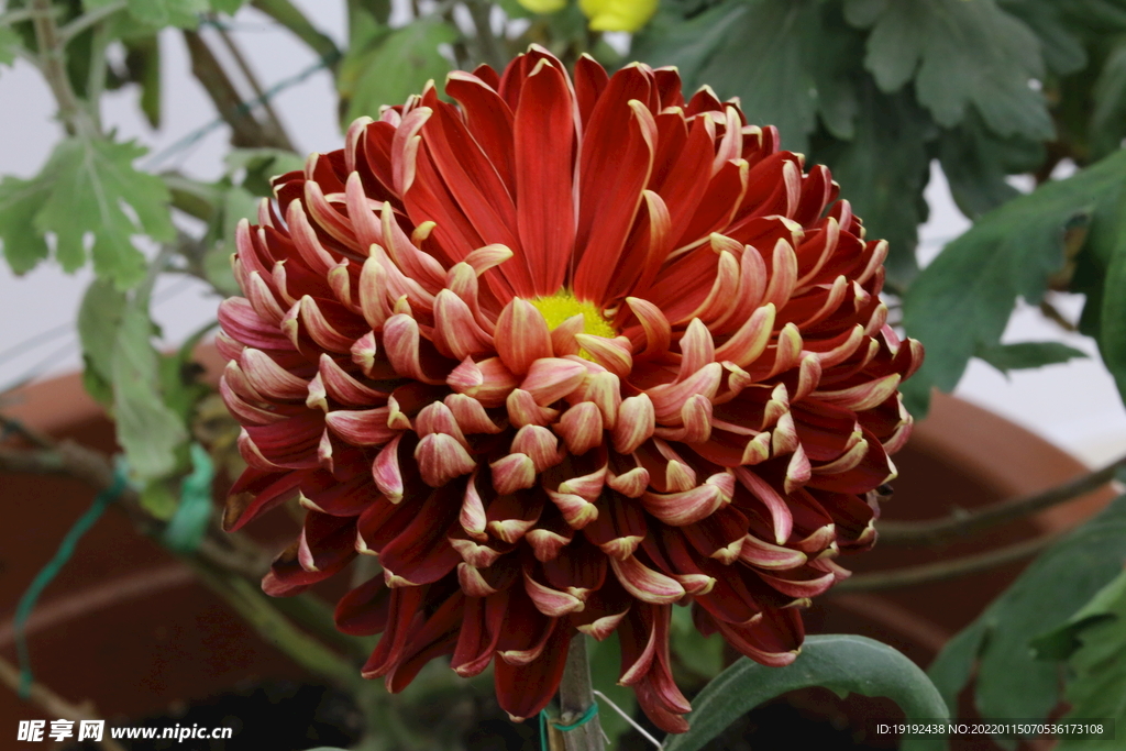 菊花