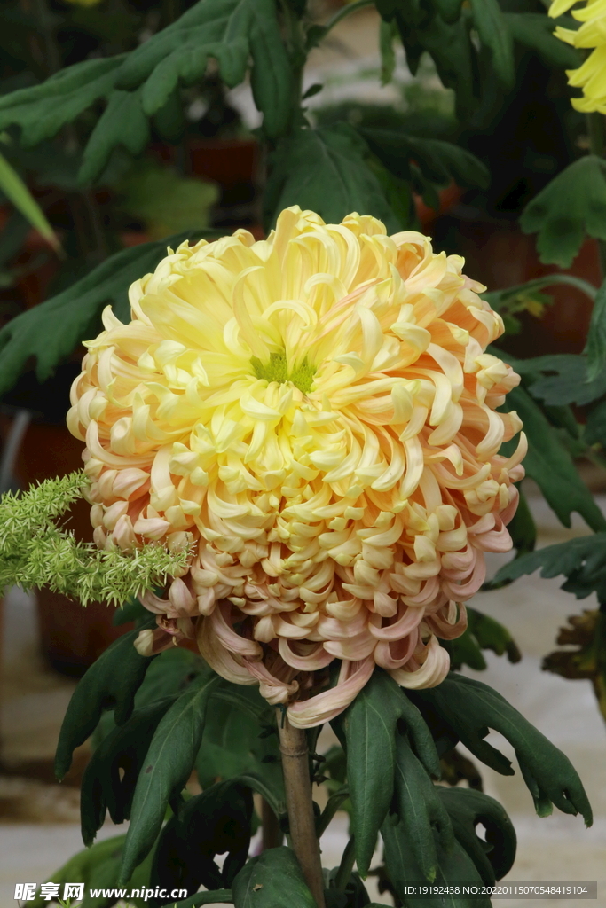 菊花 