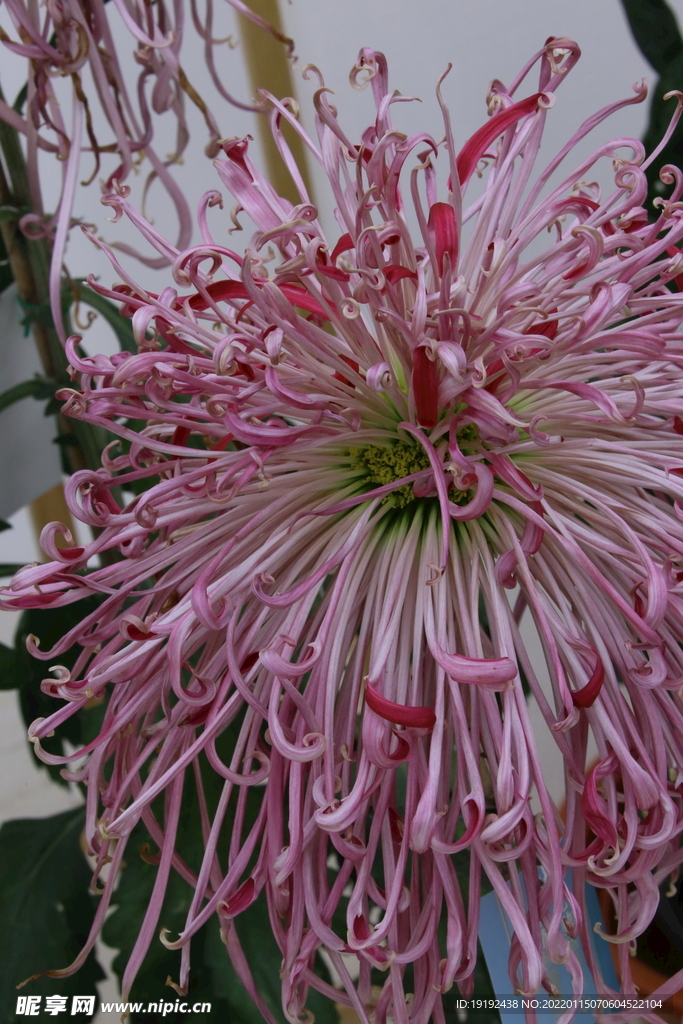 菊花 