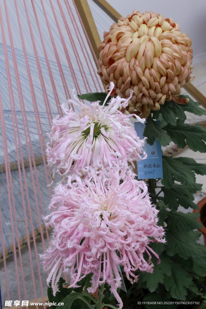 菊花