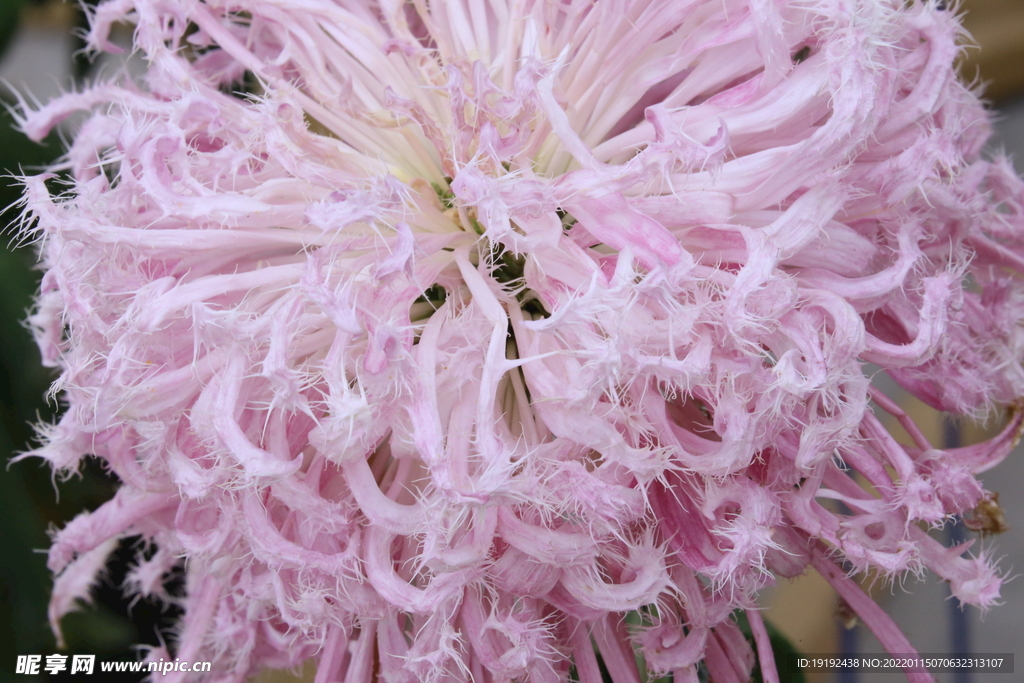 菊花 
