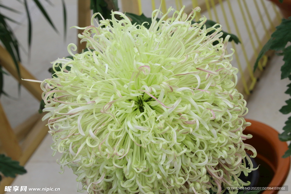 菊花