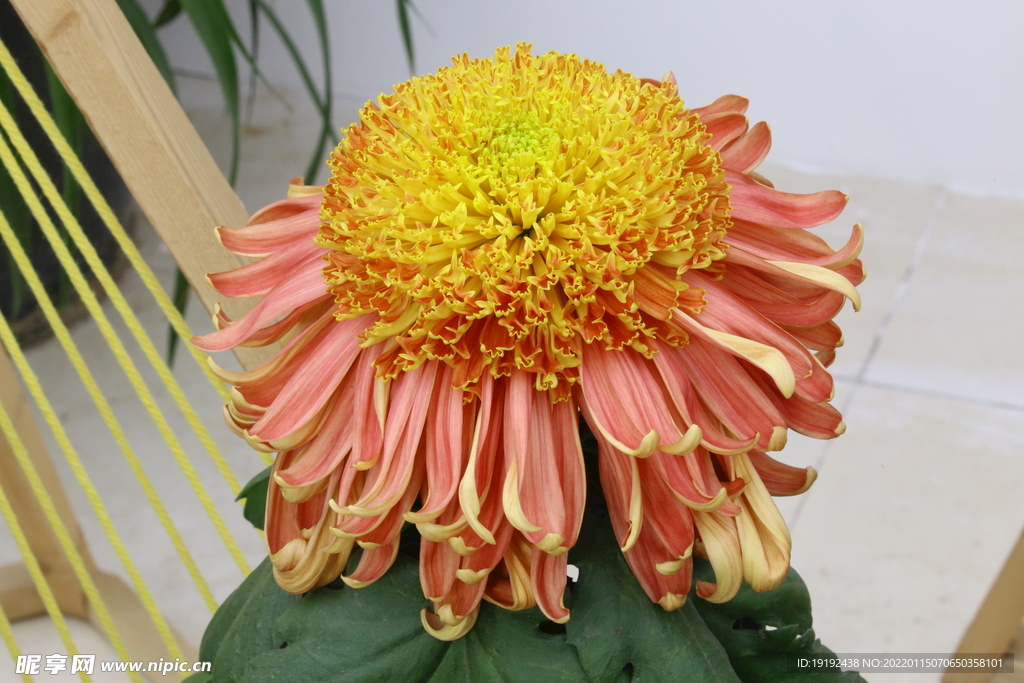 菊花 