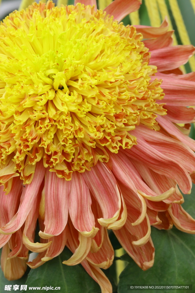 菊花 