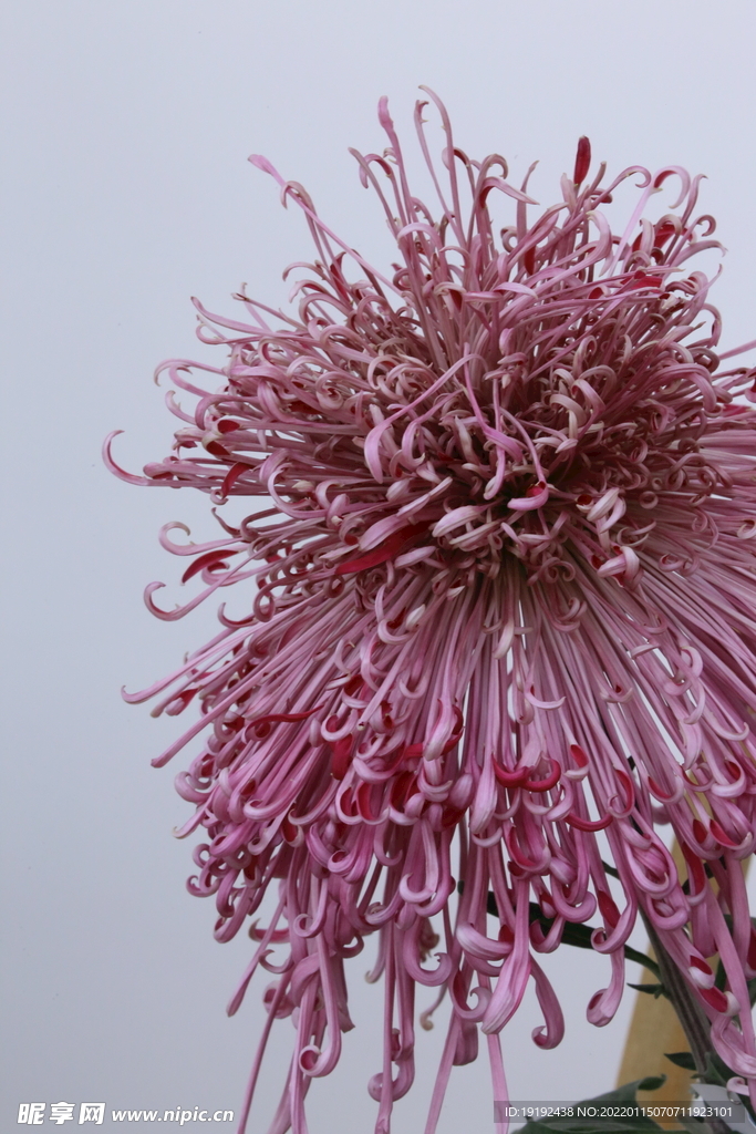 菊花 