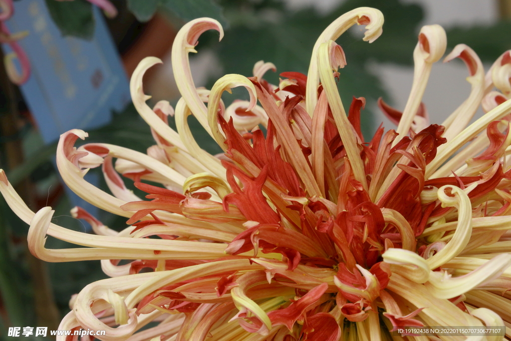 菊花