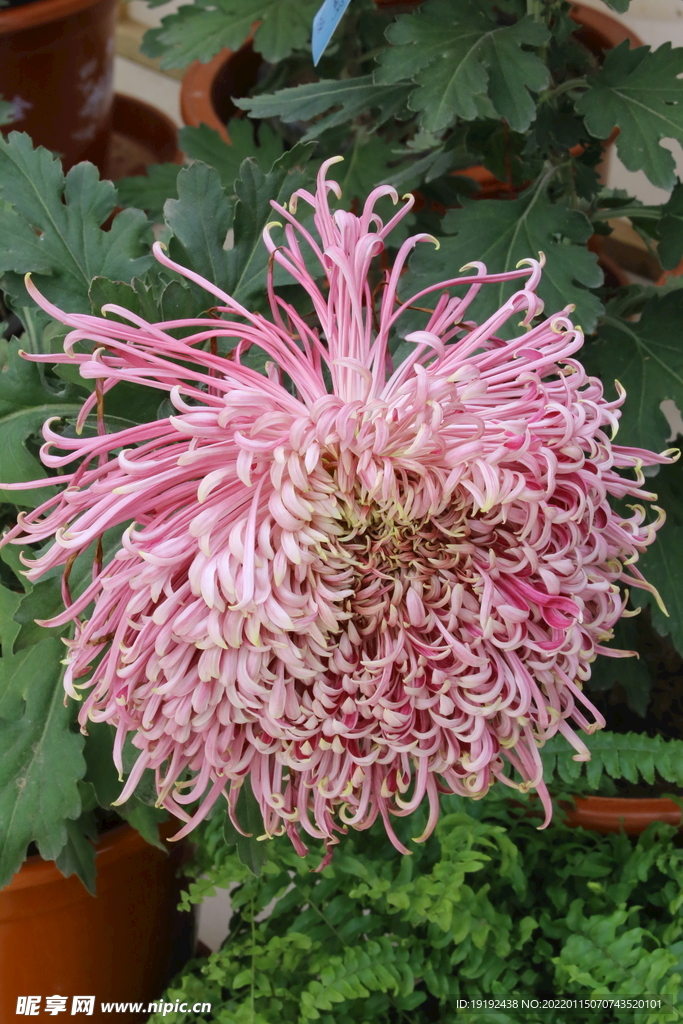 菊花 