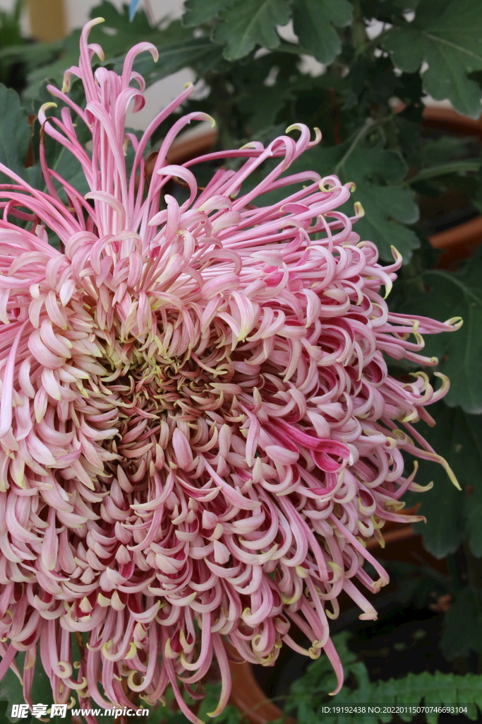 菊花 