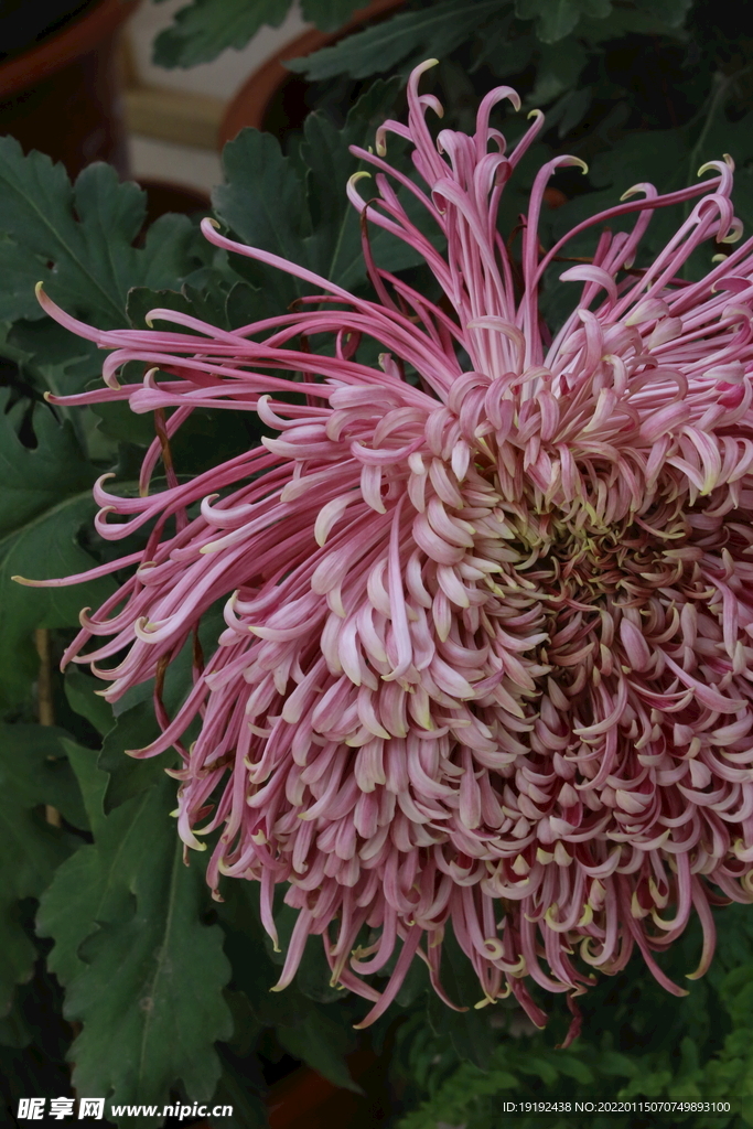 菊花