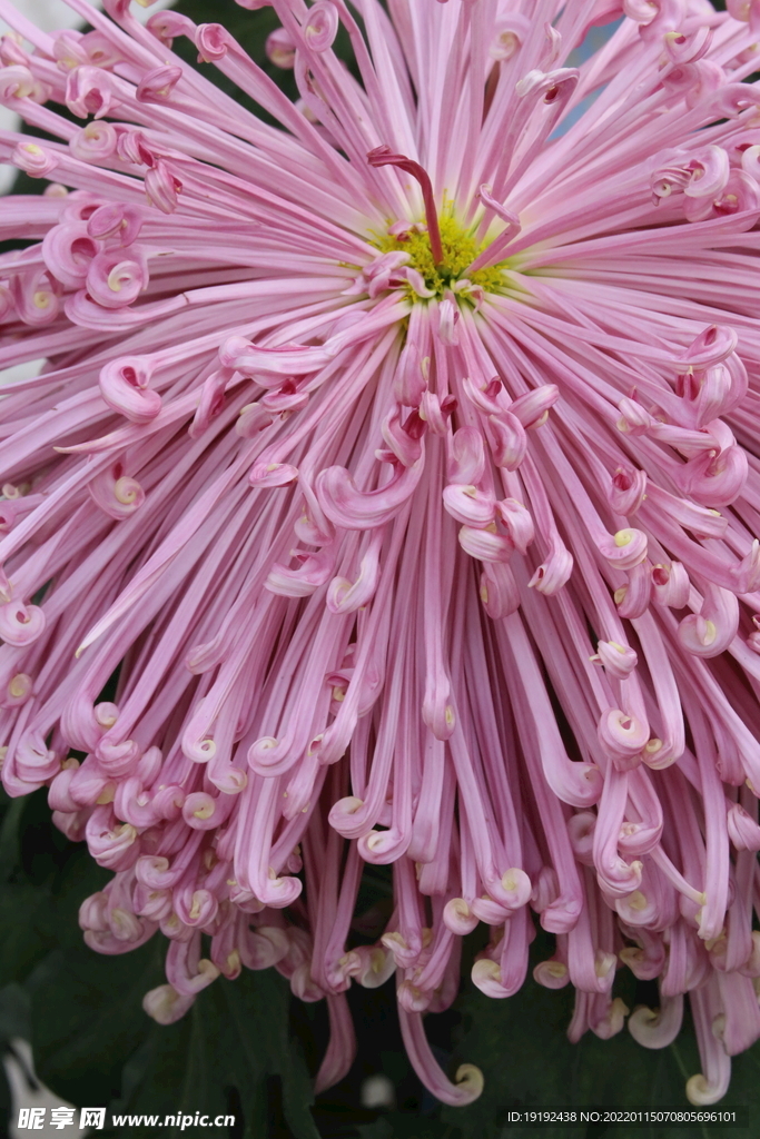 菊花 