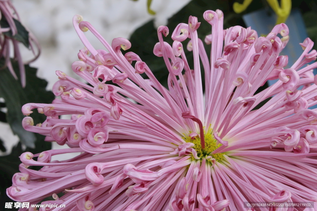 菊花