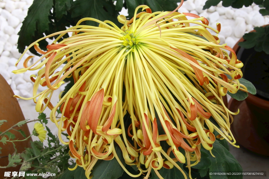 菊花 