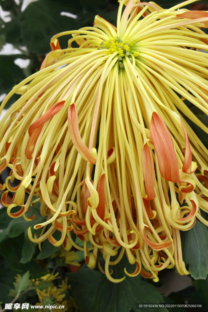 菊花 