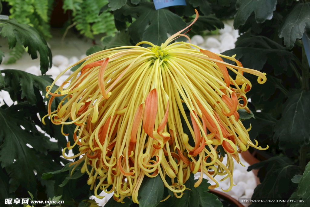 菊花 