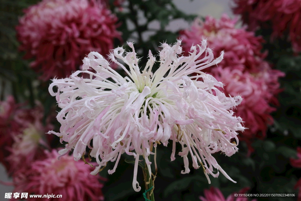菊花