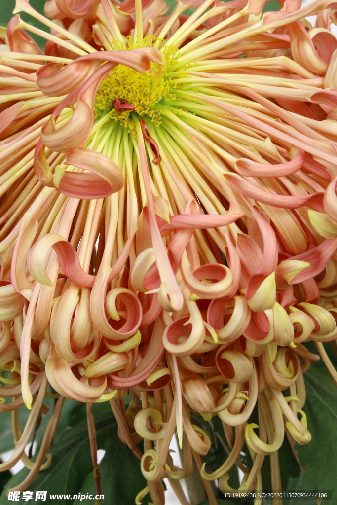 菊花 