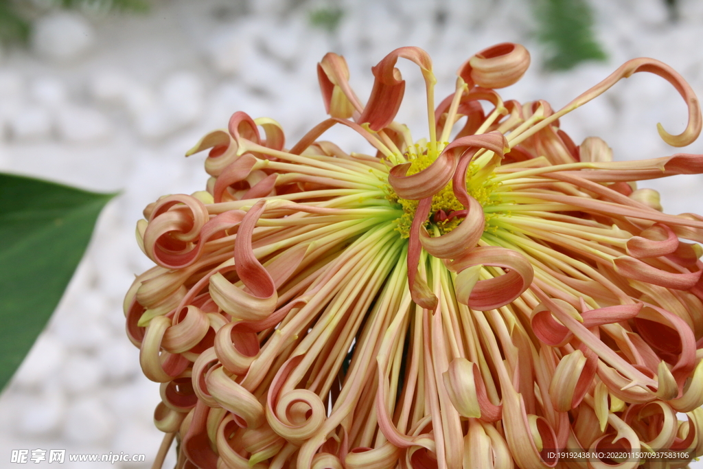 菊花