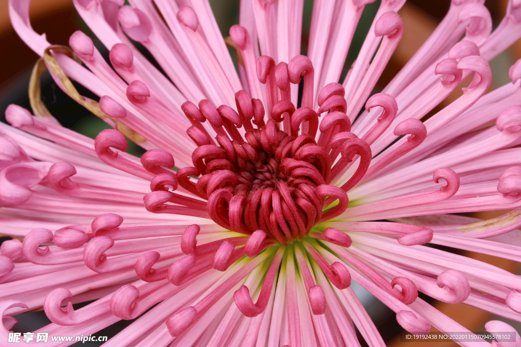 菊花 