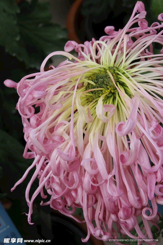 菊花