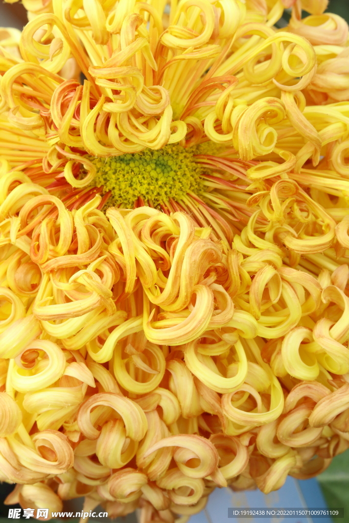菊花