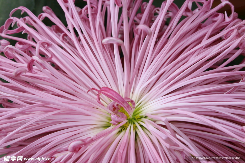 菊花 