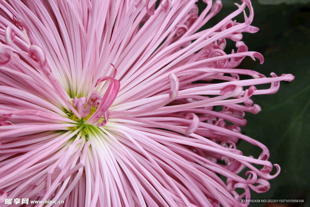 菊花