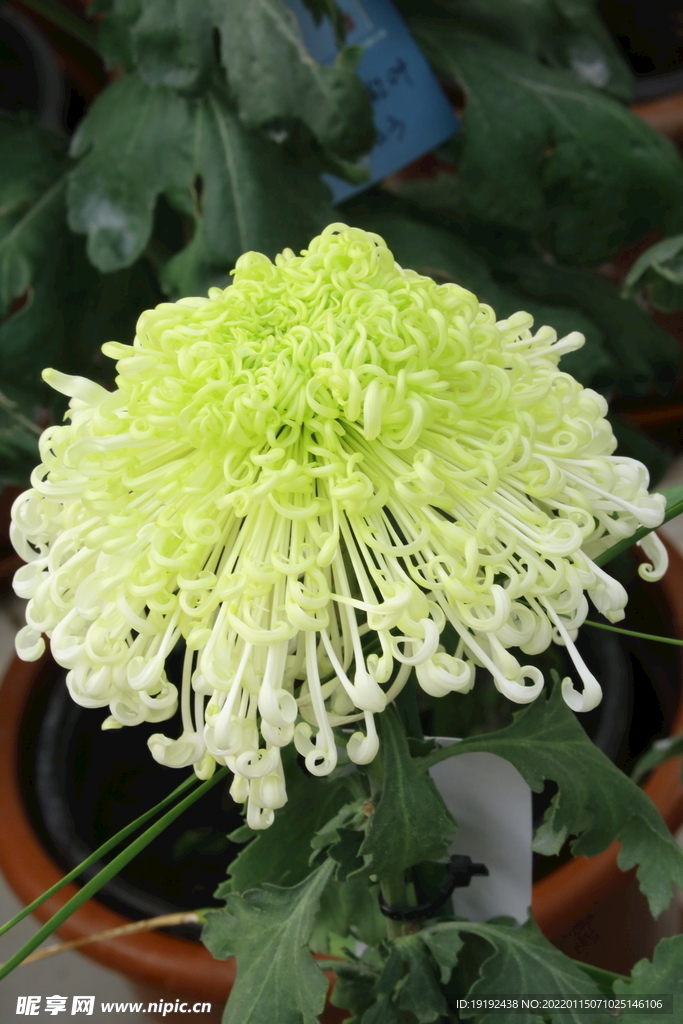 菊花 