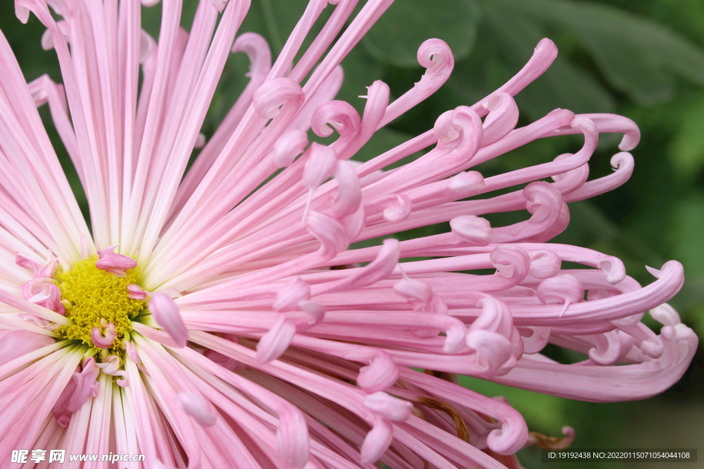 菊花