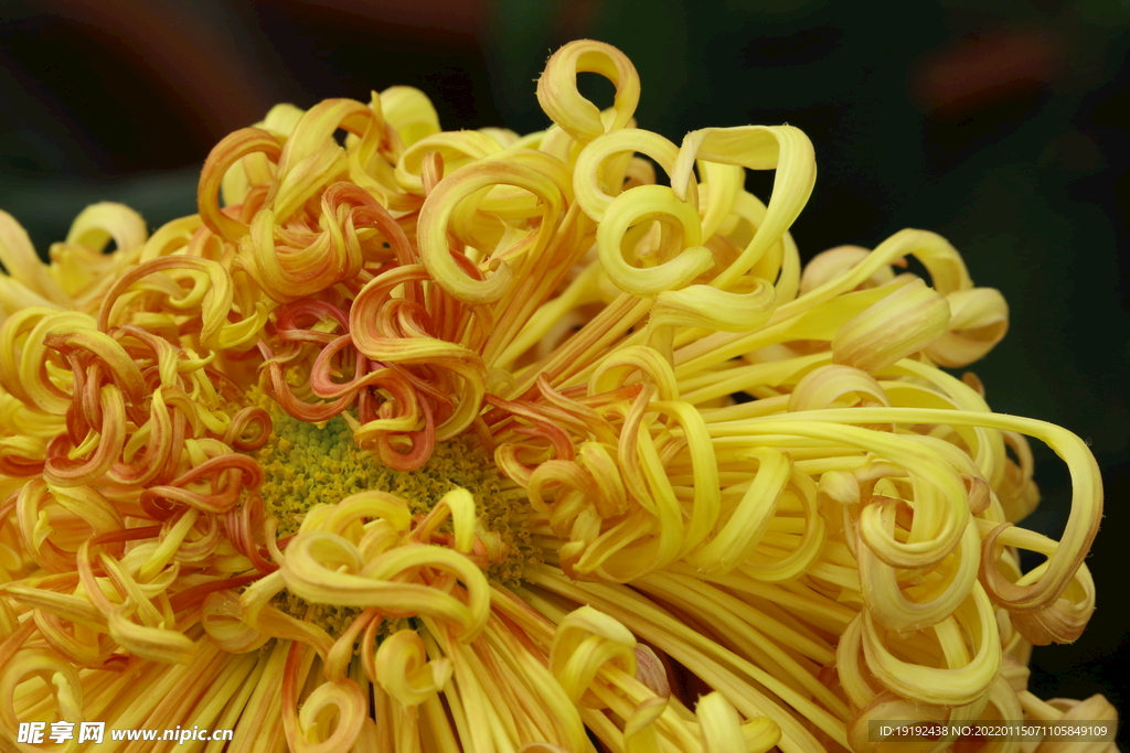 菊花