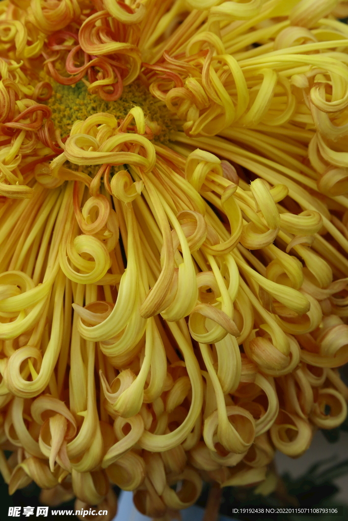 菊花 