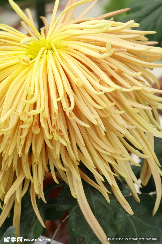 菊花 
