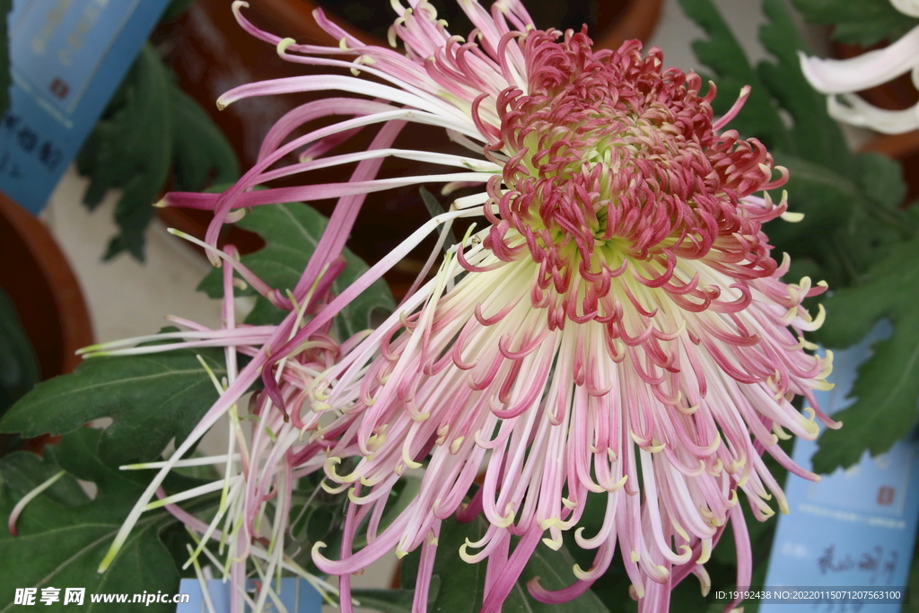 菊花 