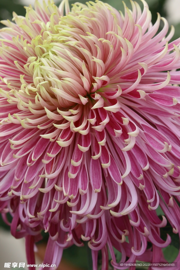 菊花 