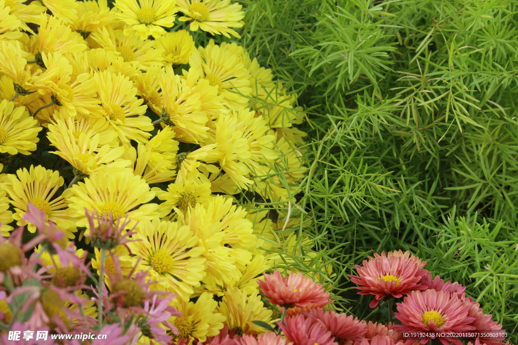 菊花