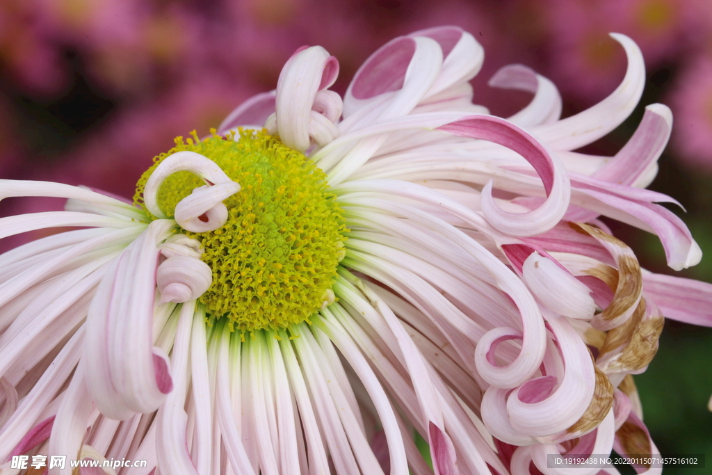 菊花 