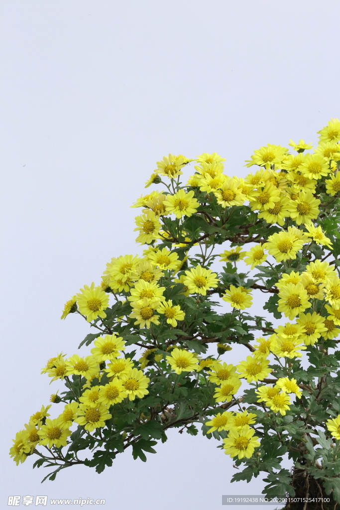 菊花 