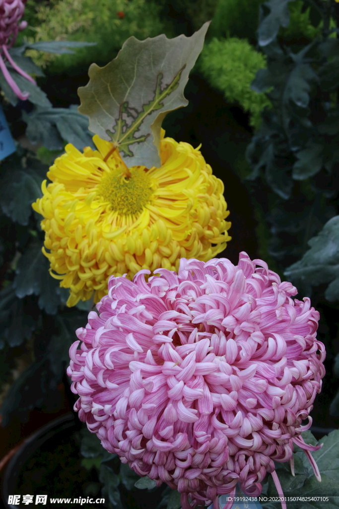 菊花 