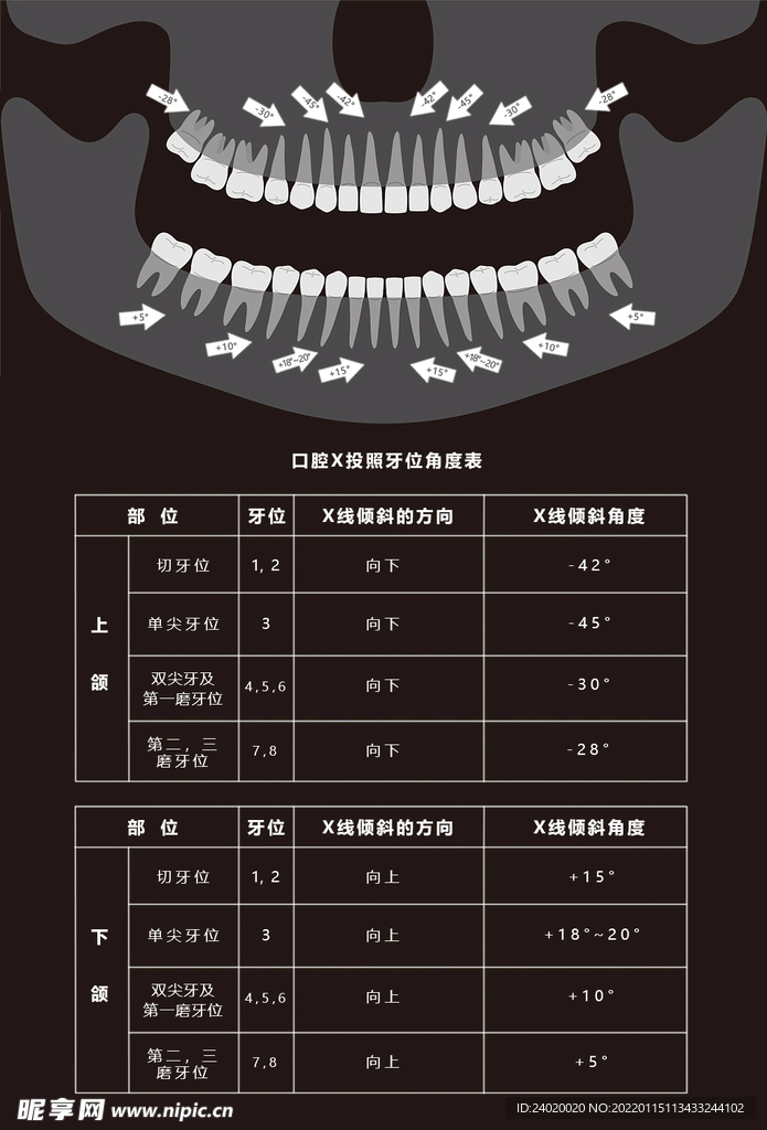 医院放射科口腔X投照牙位角度表