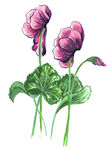 花