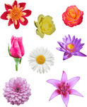 花