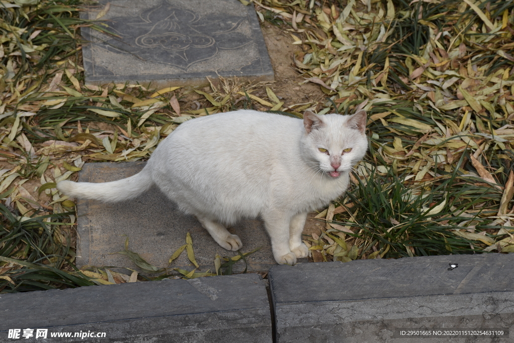白猫流浪猫