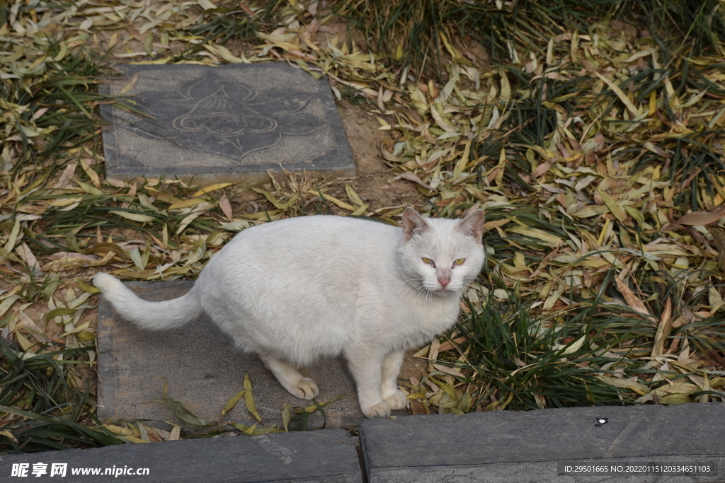 白猫流浪猫